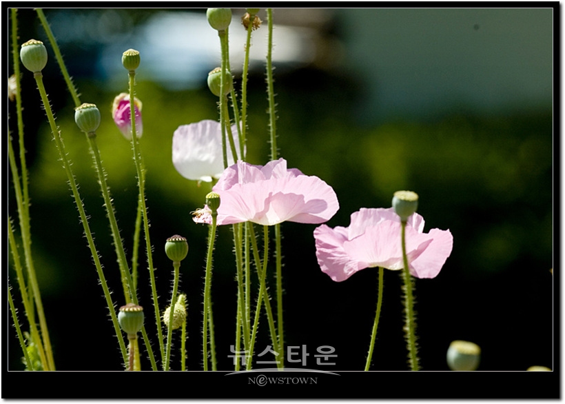 원주시 판부면 서곡리 용수골 양귀비  2008년 6월 촬영