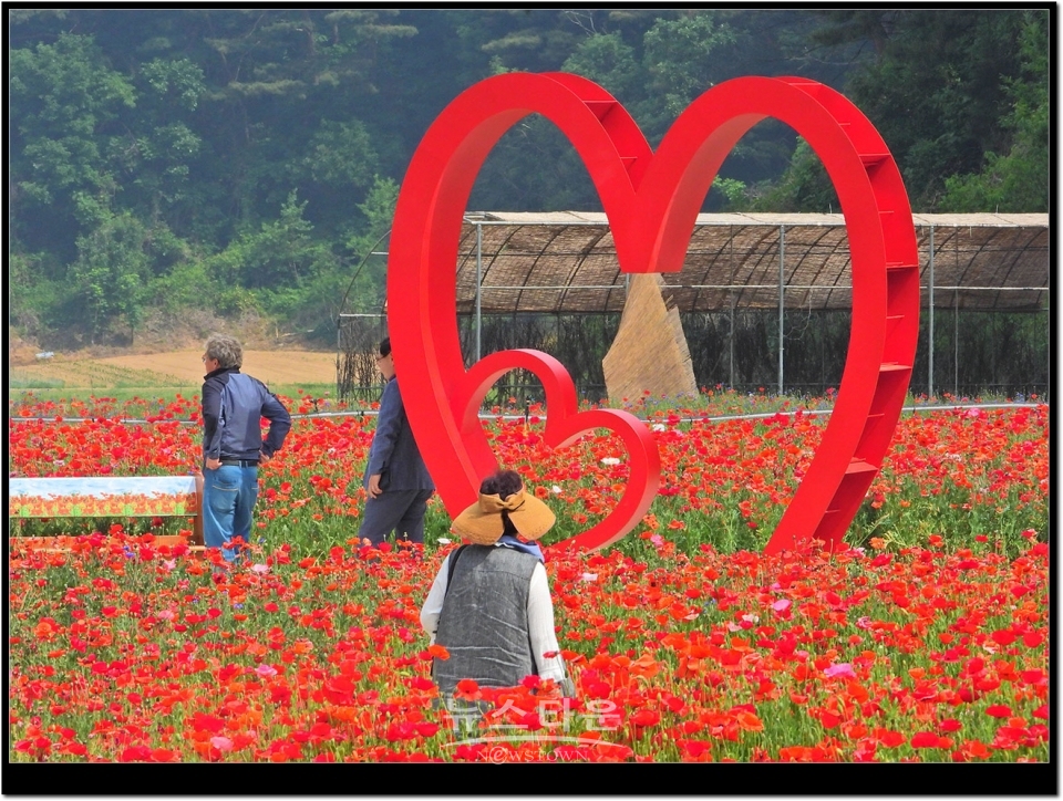 원주시 판부면 서곡리 양귀비축제장2019년 6월.  거의 97%이상이 빨간색갈이다