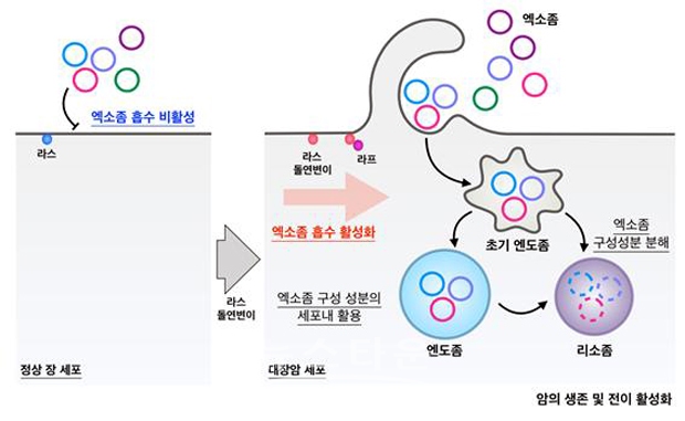 대장암 세포의 엑소좀 흡수 활성화 기전