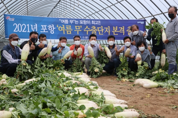 지난 7월 여름 무 출하 사진