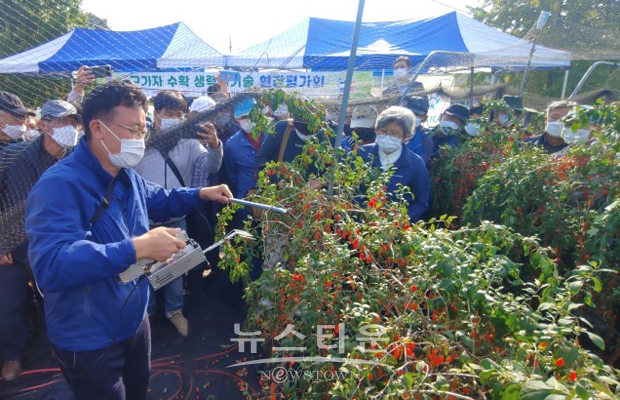 충청남도 농업기술원이 10월 21일 청양군 운곡면 명영석씨 농가에서 구기자 수확 생력화기술 현장 평가회를 개최했다.