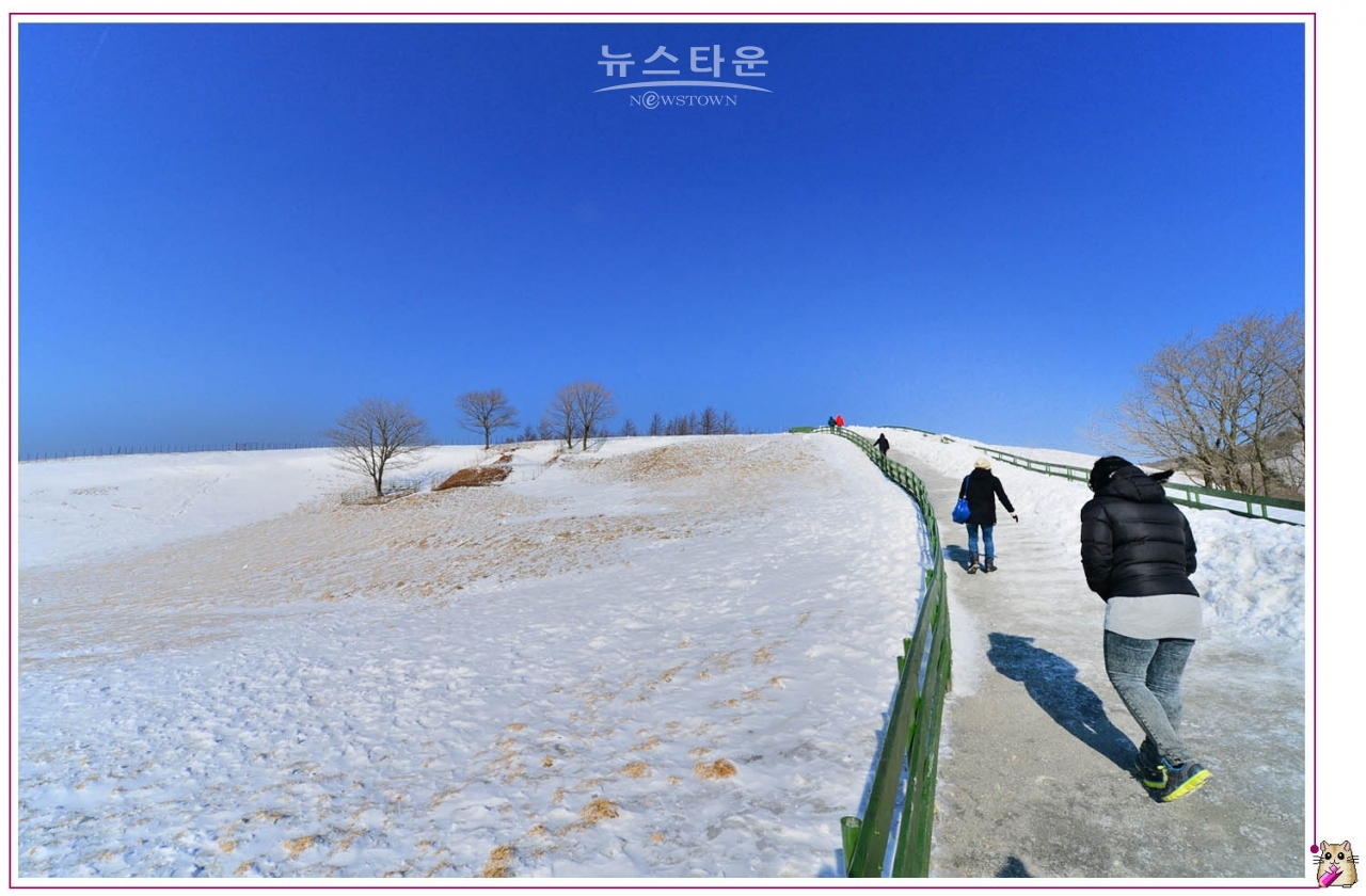 대관령 양떼목장