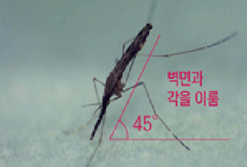 말라리아 매개모기인 ‘얼룩날개모기류(Anopheles spp.)’