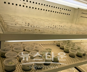 샤인머스켓 무병묘 계대배양