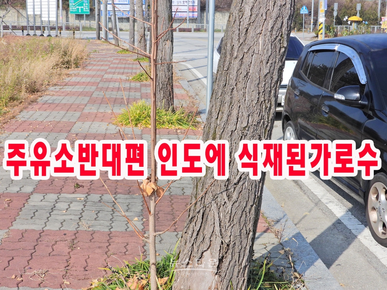 건축허가뒤 사라진가로수들