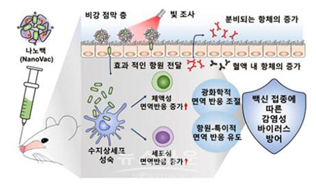 선문대 이충성 교수 등이 개발한 백신(나노백·NanoVac)의 접종이 지닌 효과적인 면역반응 유도를 통한 감염성 바이러스 방어 전략
