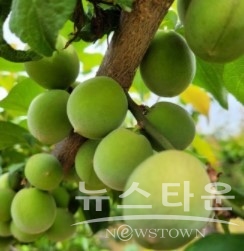매실