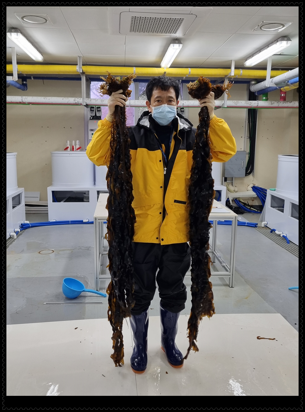 미역 포자(씨)를 바다에서 가이식 과정을 거쳐 생산한 미역 종자