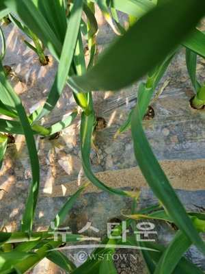 마늘잎마름병