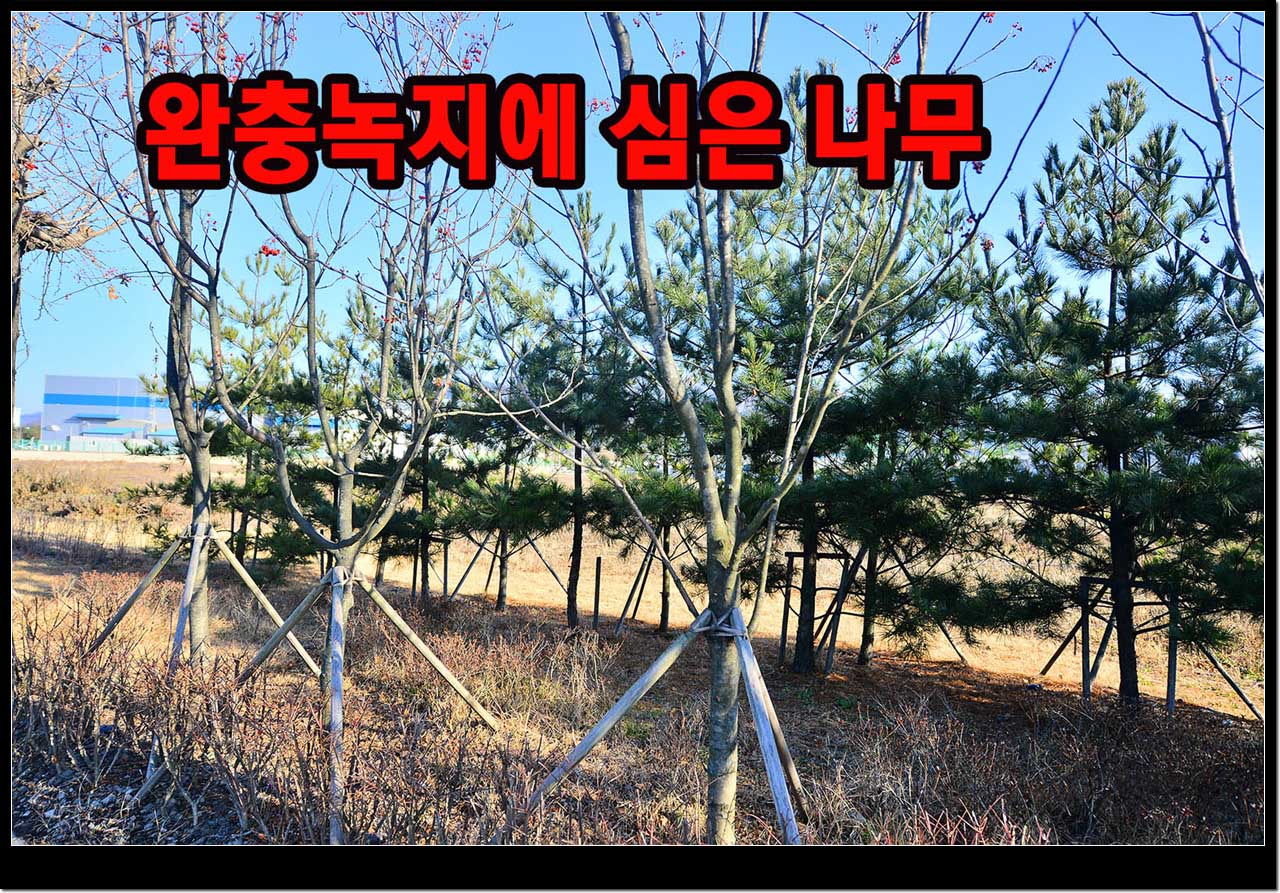 구, 42번국도변 완충지대에 심은 미세먼지 저감나무