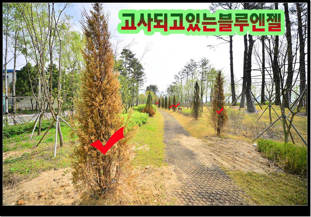 말라서 고사되고있는 블루엔젤 그루당 가격이 50여만원에 이른다