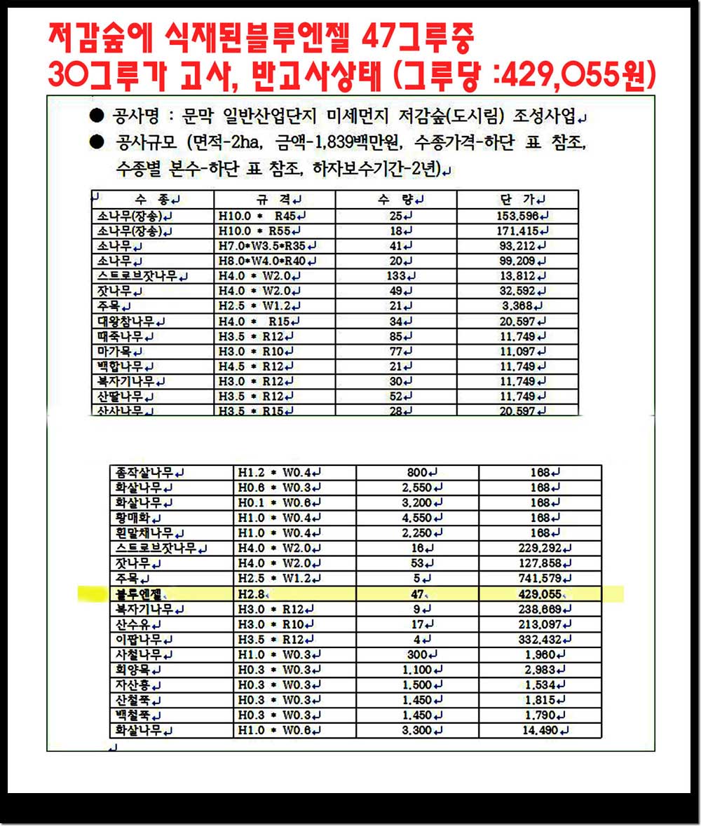 말라서 고사되고있는 블루엔젤 그루당 가격이 50여만원에 이른다