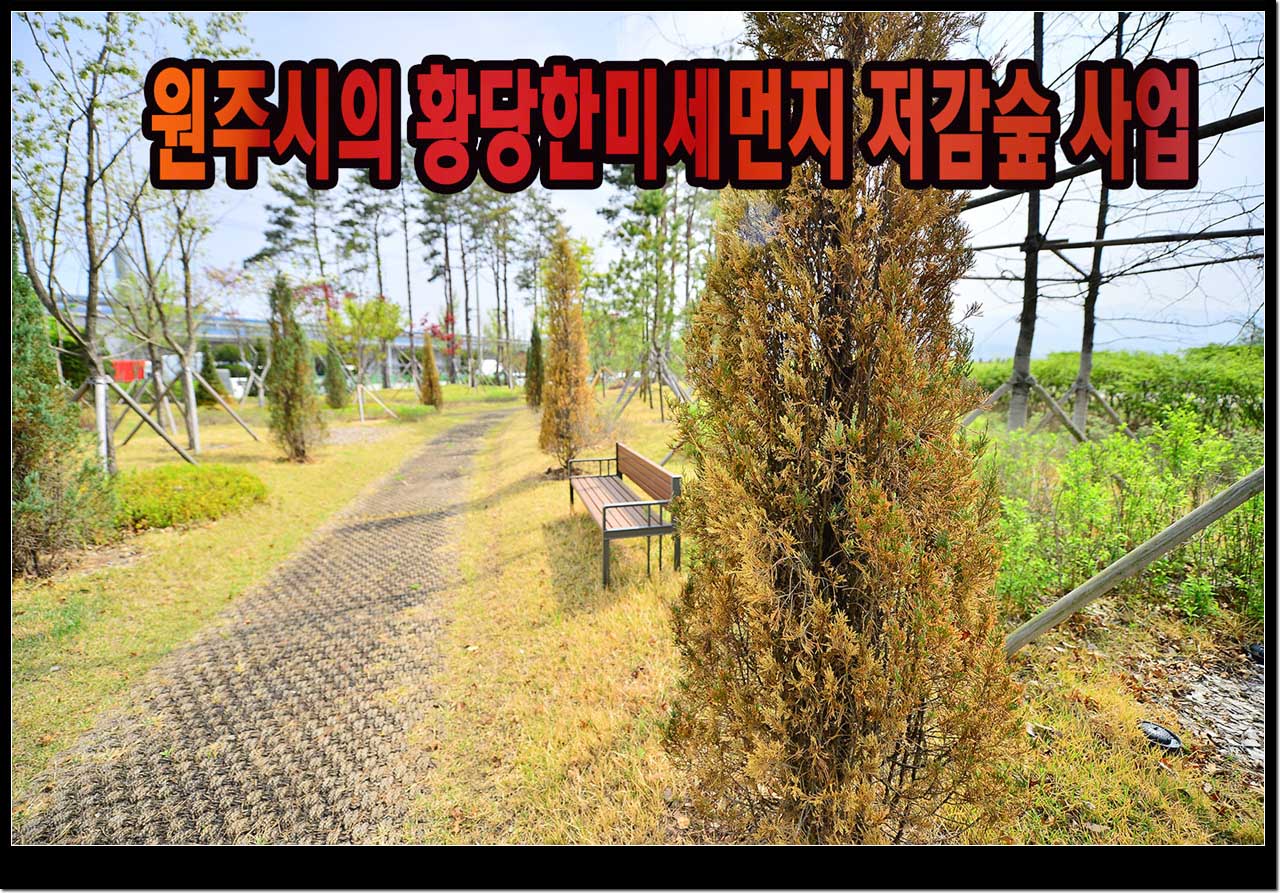 말라서 고사되고있는 블루엔젤 그루당 가격이 50여만원에 이른다