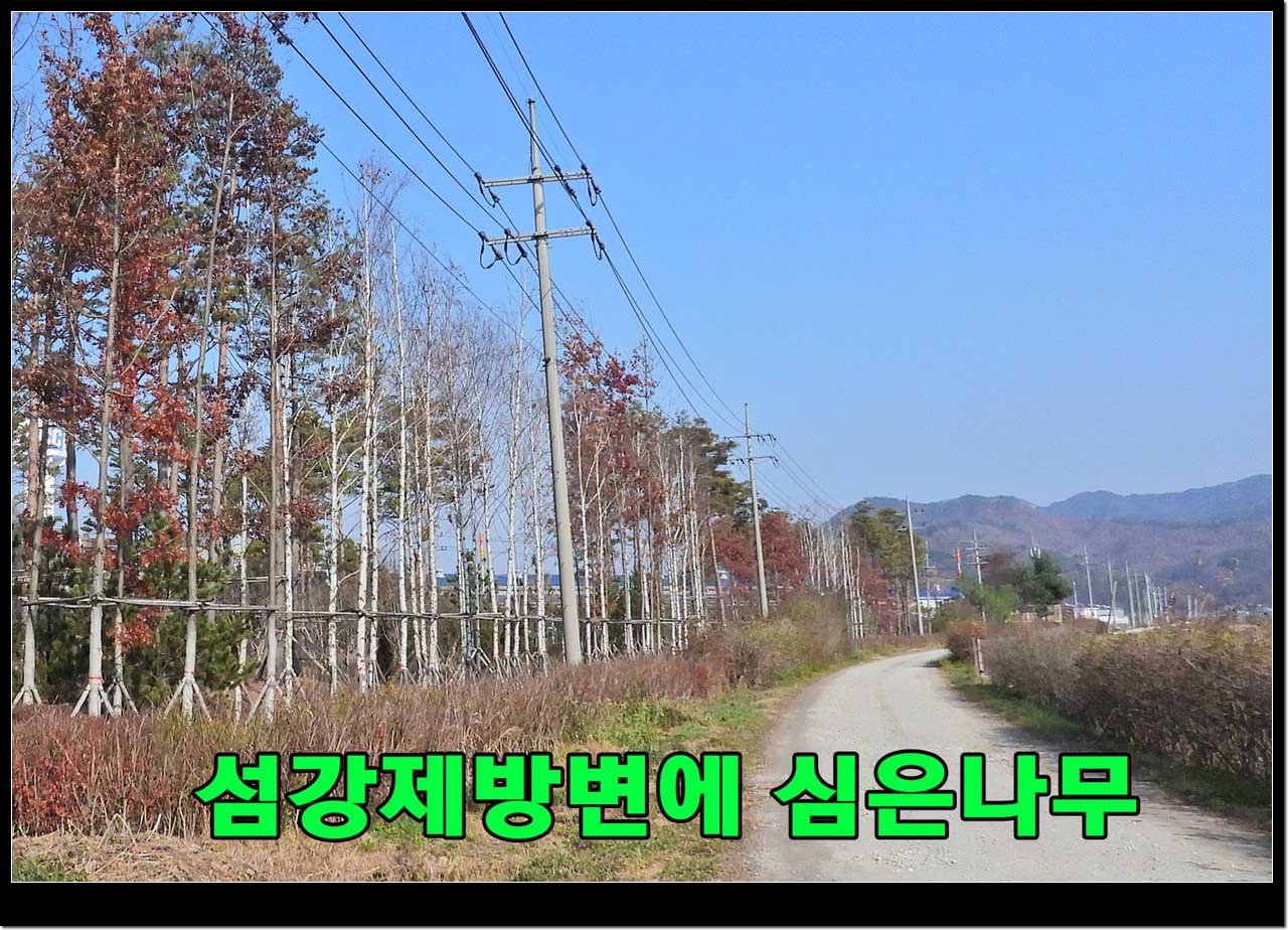 미세먼지 저감나무숲의 자료사진