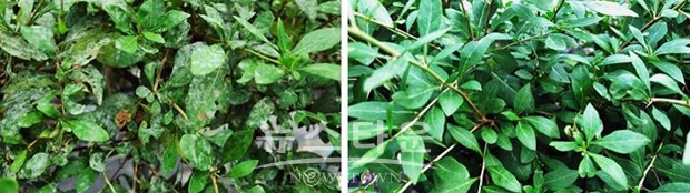 구기자 흰가루병 무처리(좌)/약제처리(우)