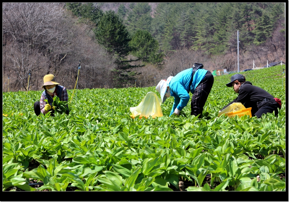 2021년도 산나물채취현장 자료사진