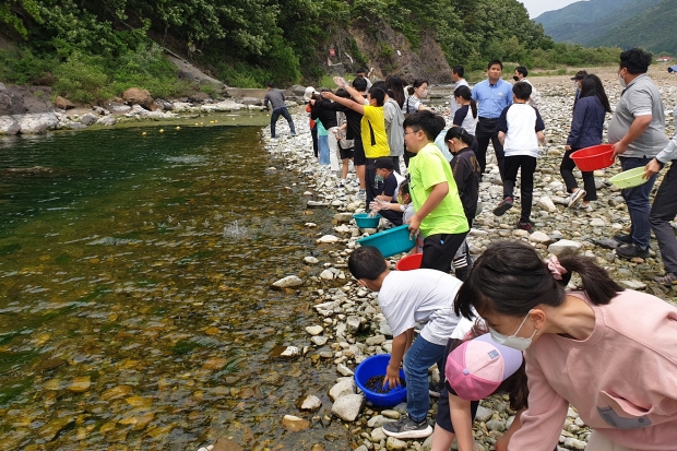 19일 경주시 산내면 자생단체 회원과 의곡초등학교 학생들이 산내면 동창천에서 어린 다슬기 방류하고 있다