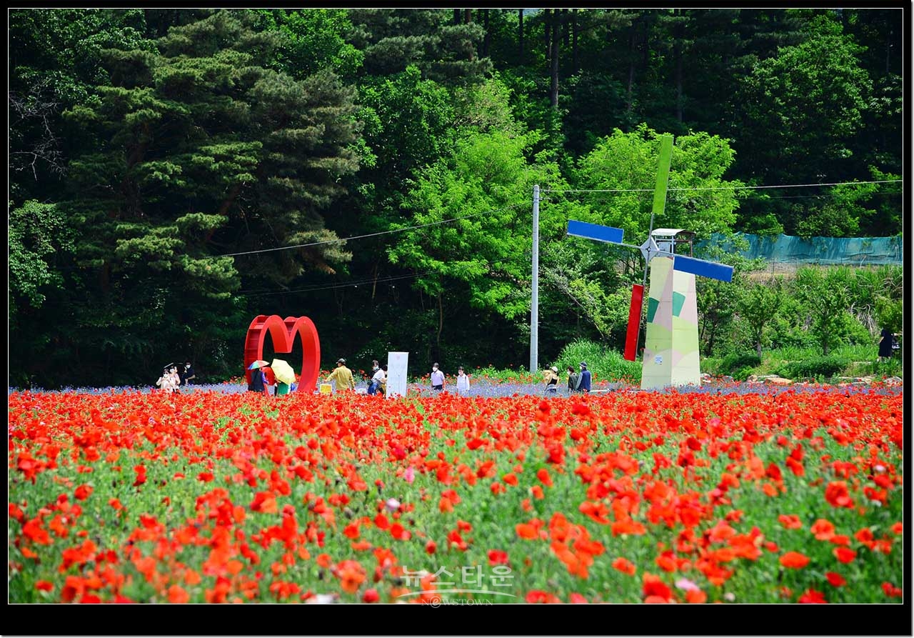 용수골 꽃양귀비축제장