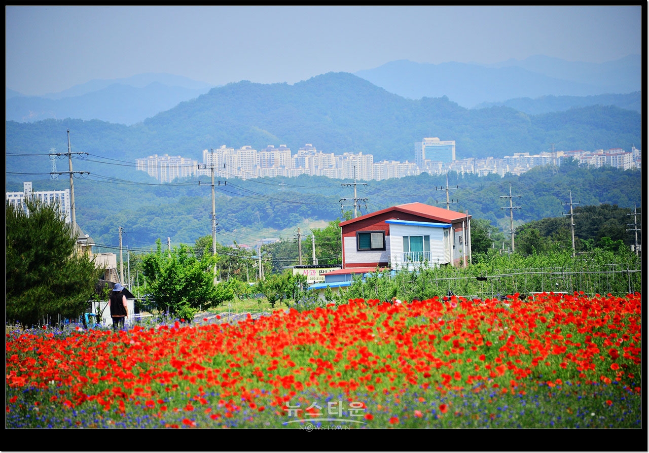 용수골 꽃양귀비축제장