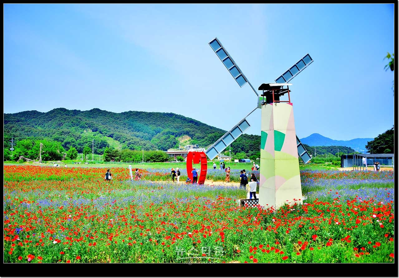 용수골 꽃양귀비축제장