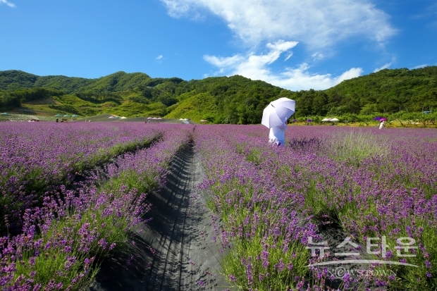 초여름 길목 라벤더