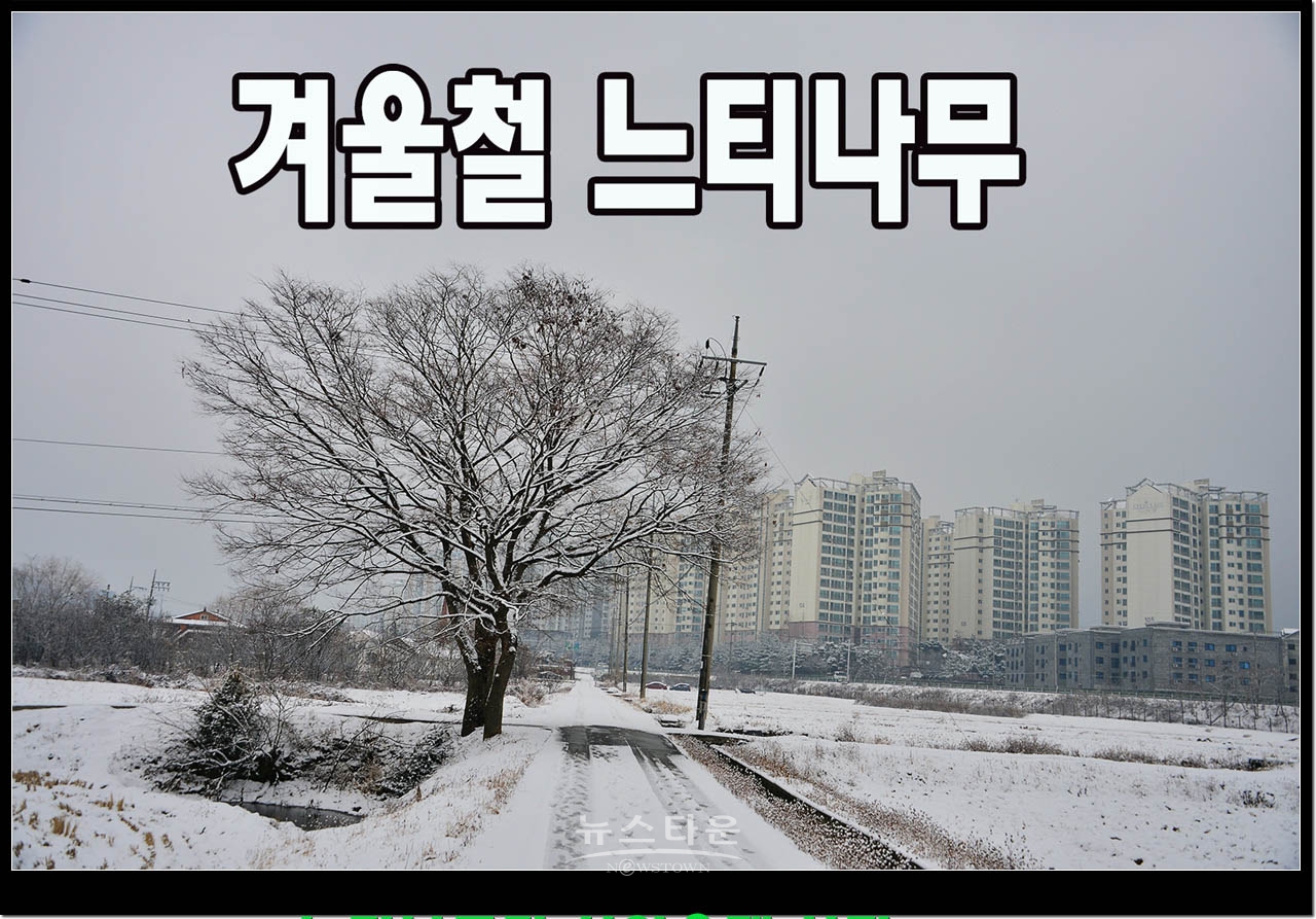 살아있을때 느티나무