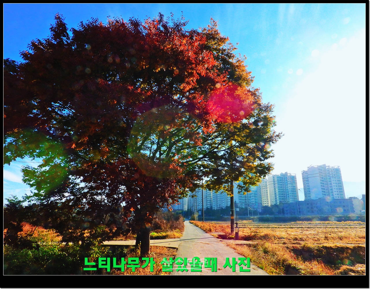 살아있을때 느티나무