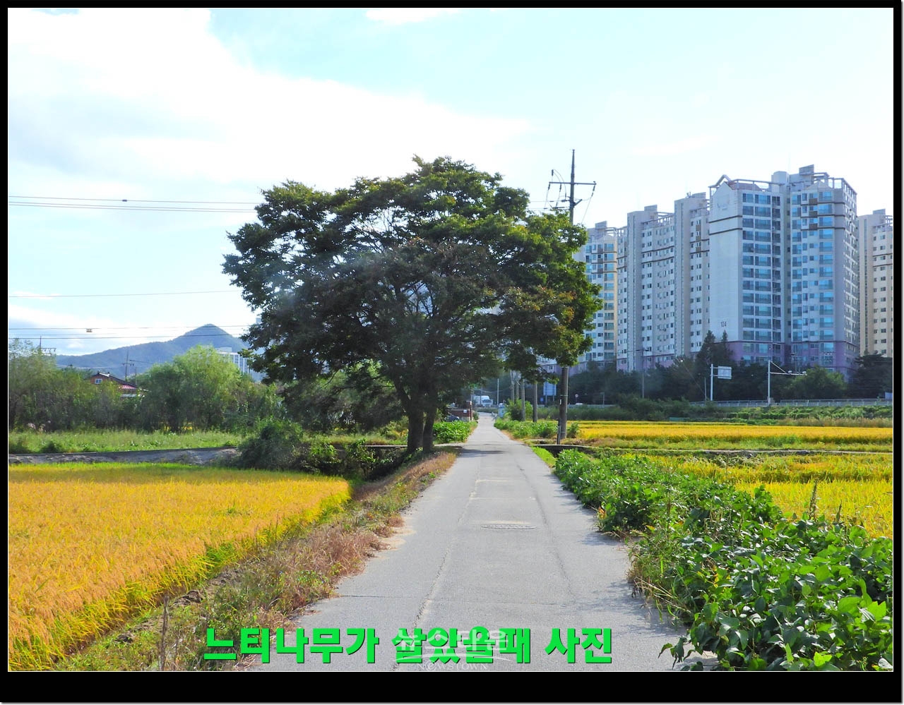 살아있을때 느티나무