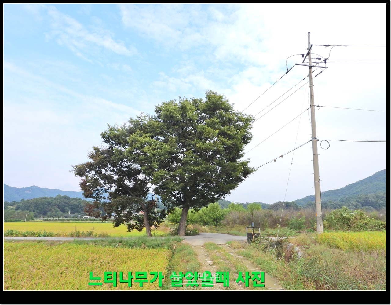 살아있을때 느티나무