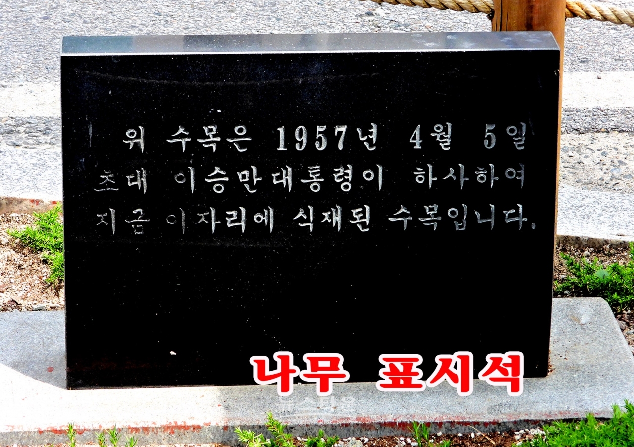 문막지서 옛터 이승만 대통령 느티나무