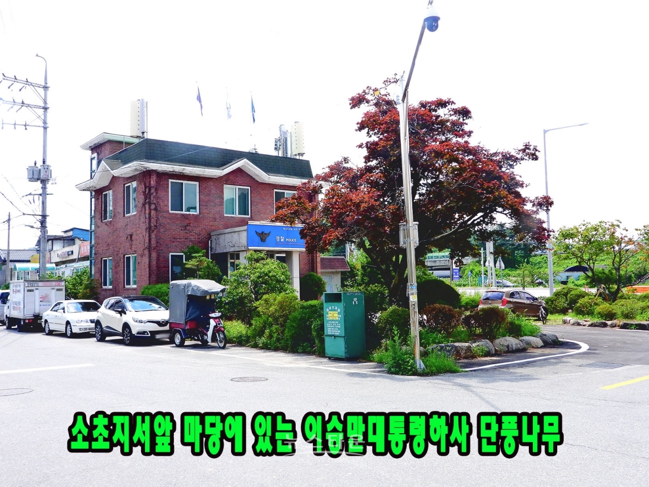원주시 소초면 소초지서내 이승만 전대통령이 하사했다는 단풍나무