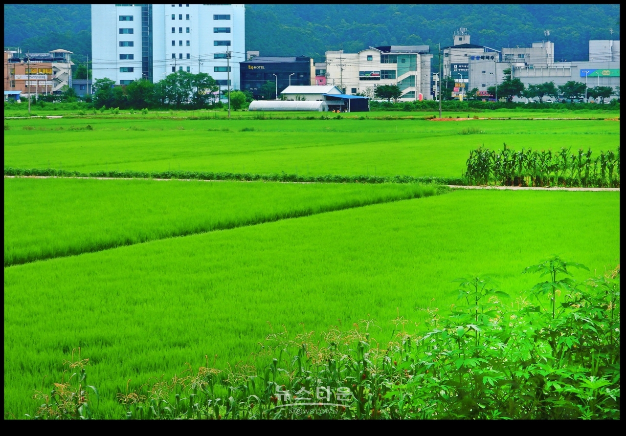 초록빛 바다, 門前沃畓 (문전옥답) , 都農마을