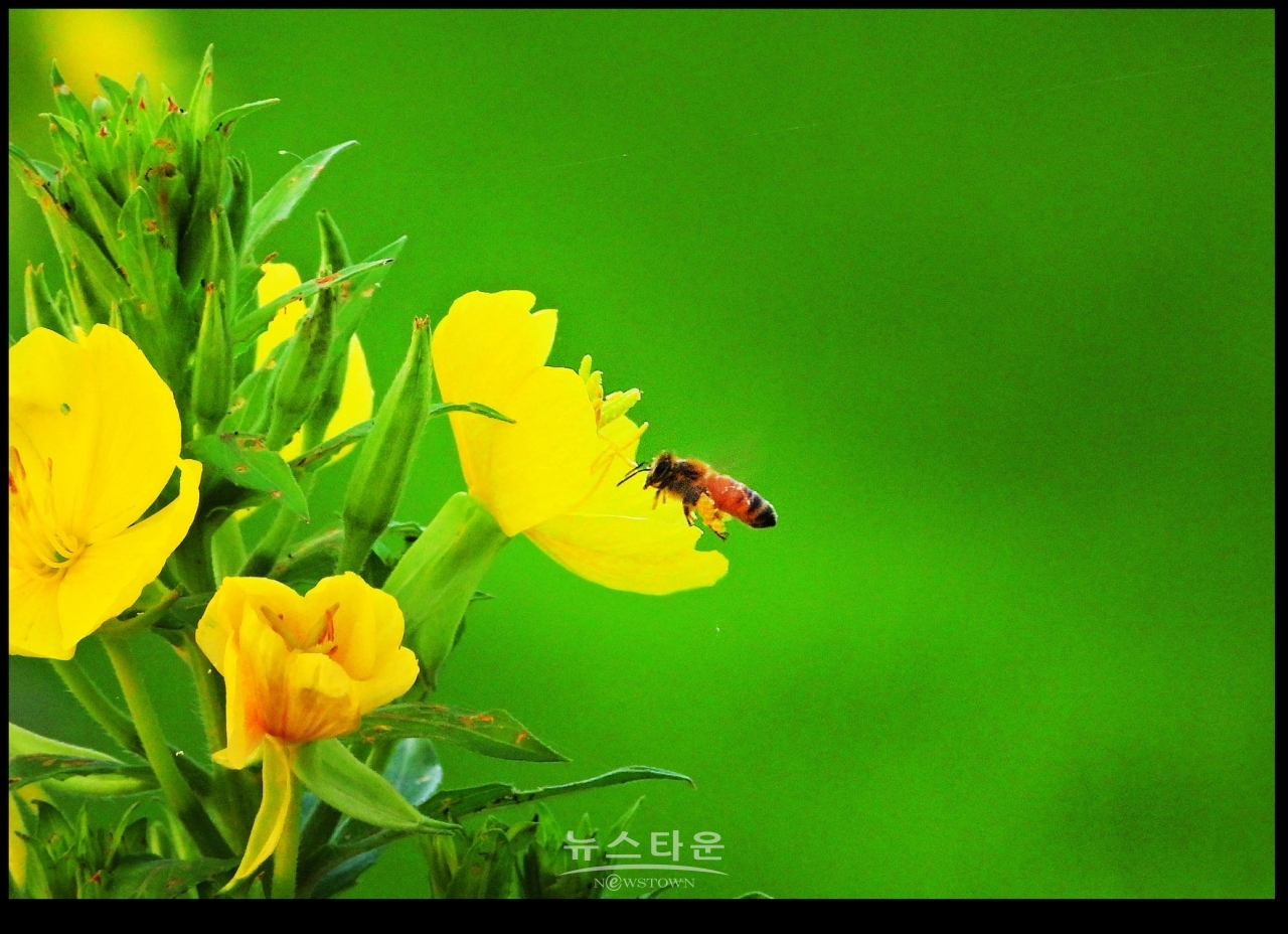 달맞이꽃과 여름