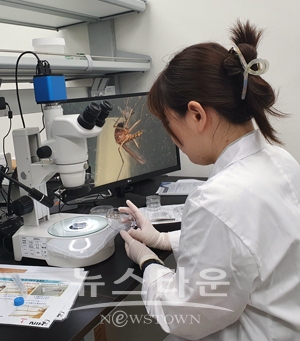 채집한 모기에서 작은빨간집모기 발견