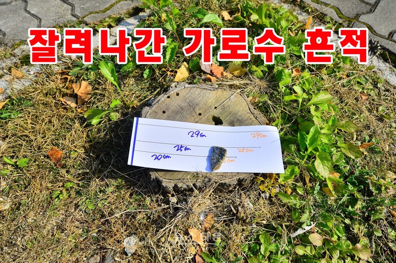 가로수 훼손현장 사진(은행나무)