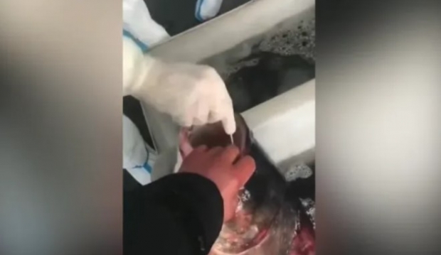 지난 3월 중국 상하이 인근에서, PCR 검사요원이 물고기에 면봉을 집어넣고 있는 장면 / 사진 : 비비시 뉴스 비디오 캡처