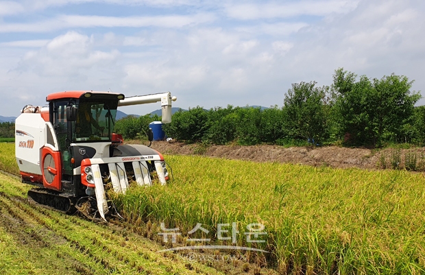 김해평야 햇벼 첫 수확