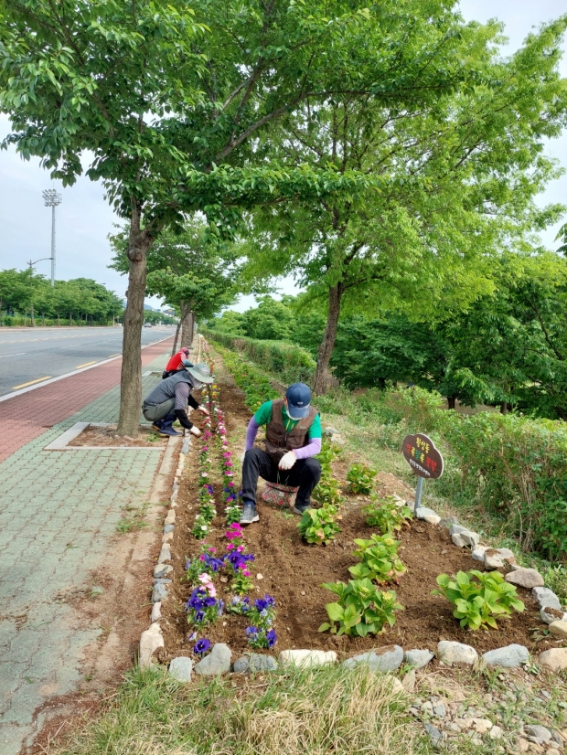 올 상반기 황성동행정복지센터로 배정된 공공근로사업 참여자들이 꽃길 가꾸기 사업에 한창이다