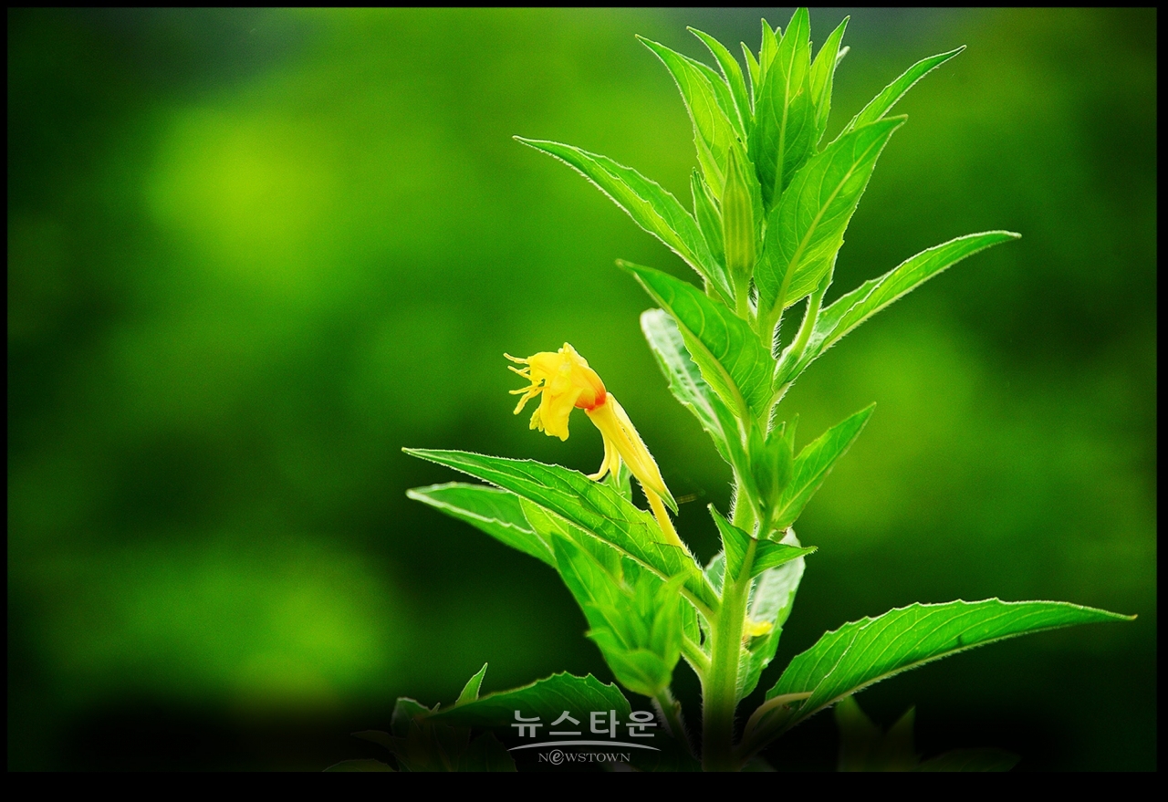 6~7월 달맞이꽃의 자태는 초록색이다.