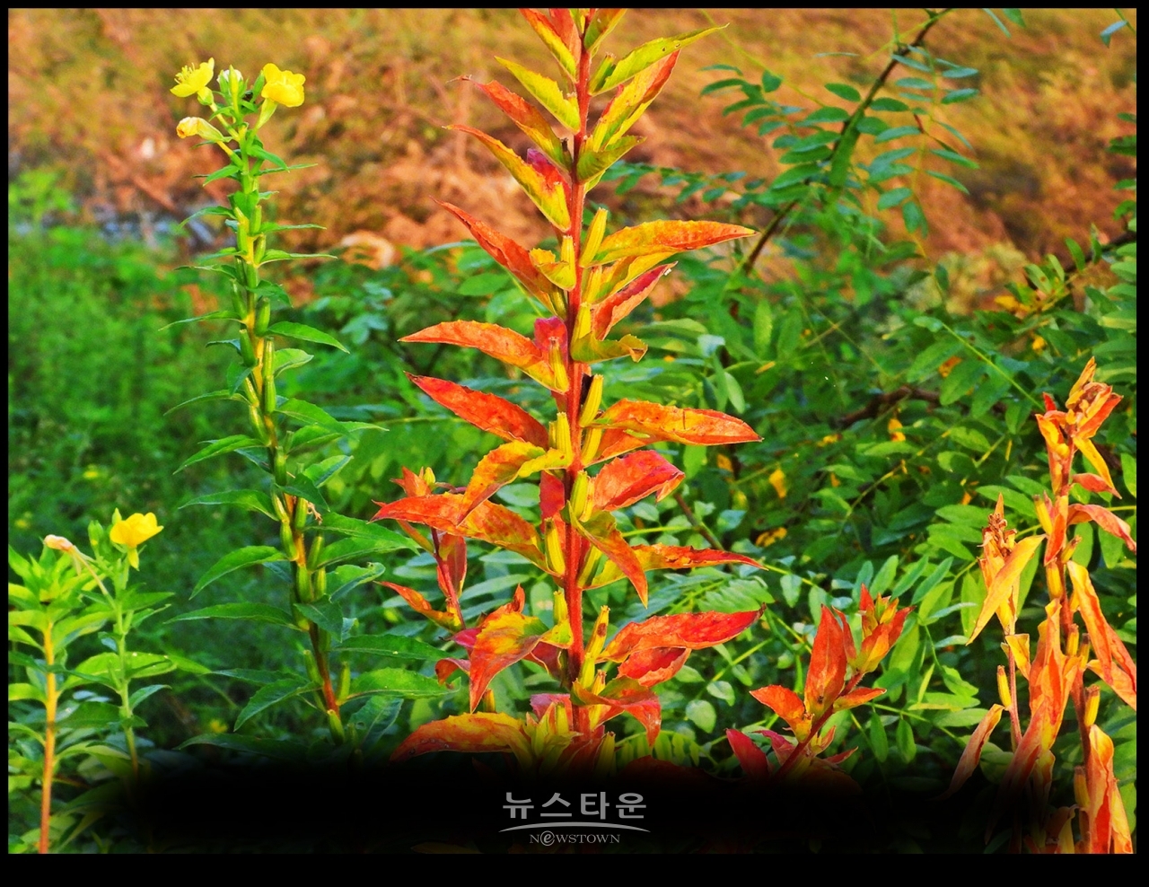 8월에 접어들면서 달맞이꽃의 잎이 단풍으로 물든다
