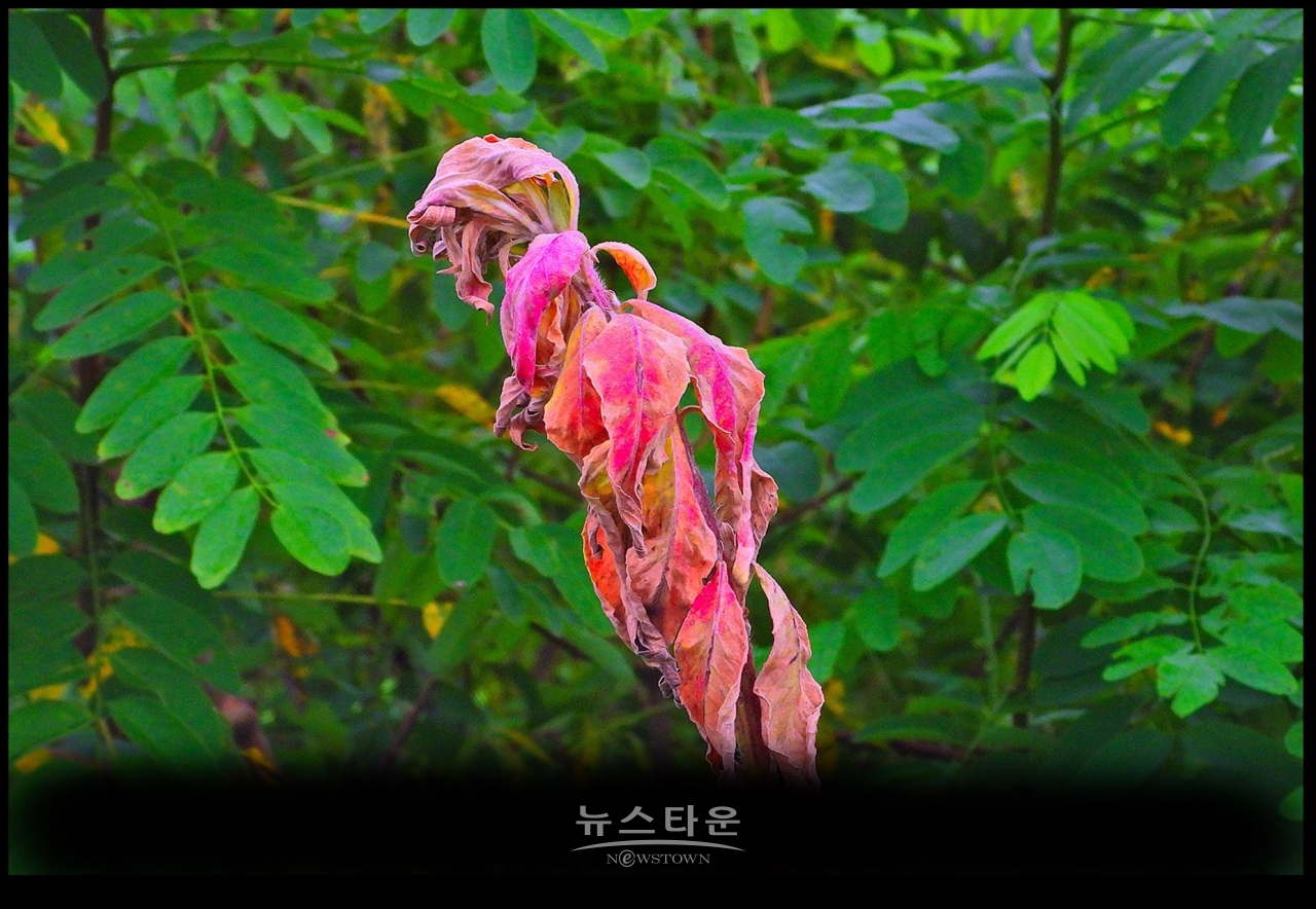 8월에 접어들면서 달맞이꽃의 잎이 단풍으로 물든다