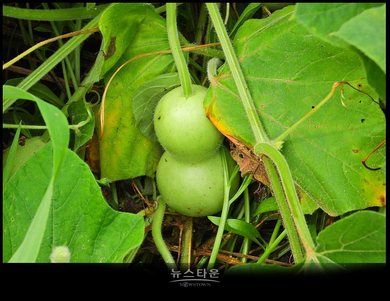 조롱박이 달리기 시작했어요