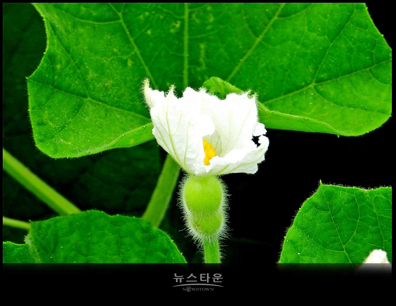 조롱박이 달리기 시작했어요