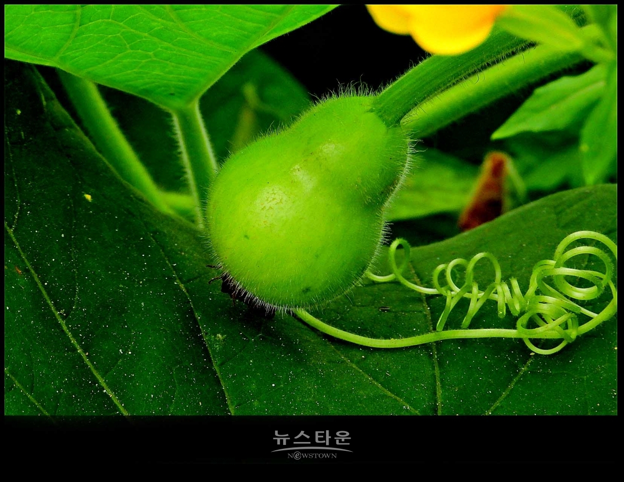 조롱박이 달리기 시작했어요