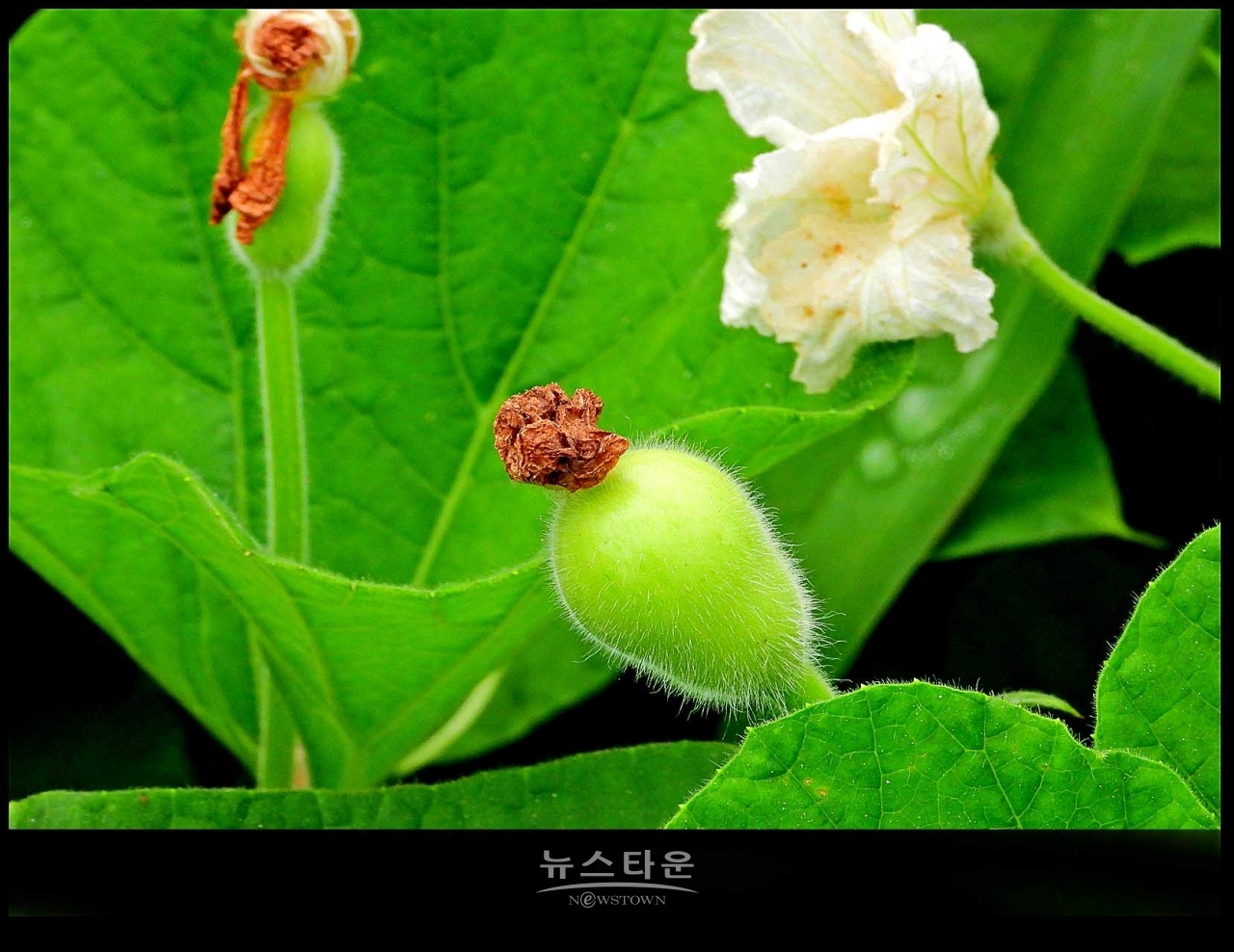 조롱박이 달리기 시작했어요
