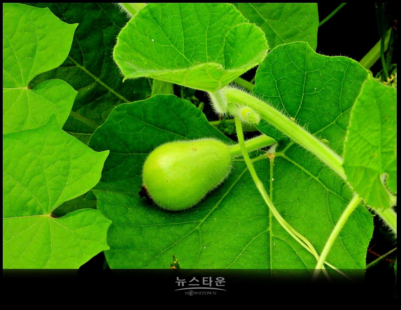 조롱박이 달리기 시작했어요