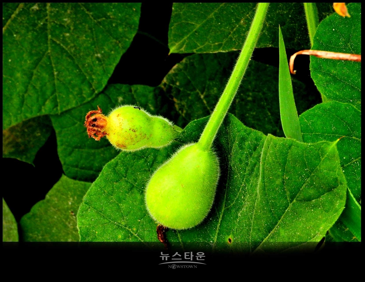 조롱박이 달리기 시작했어요