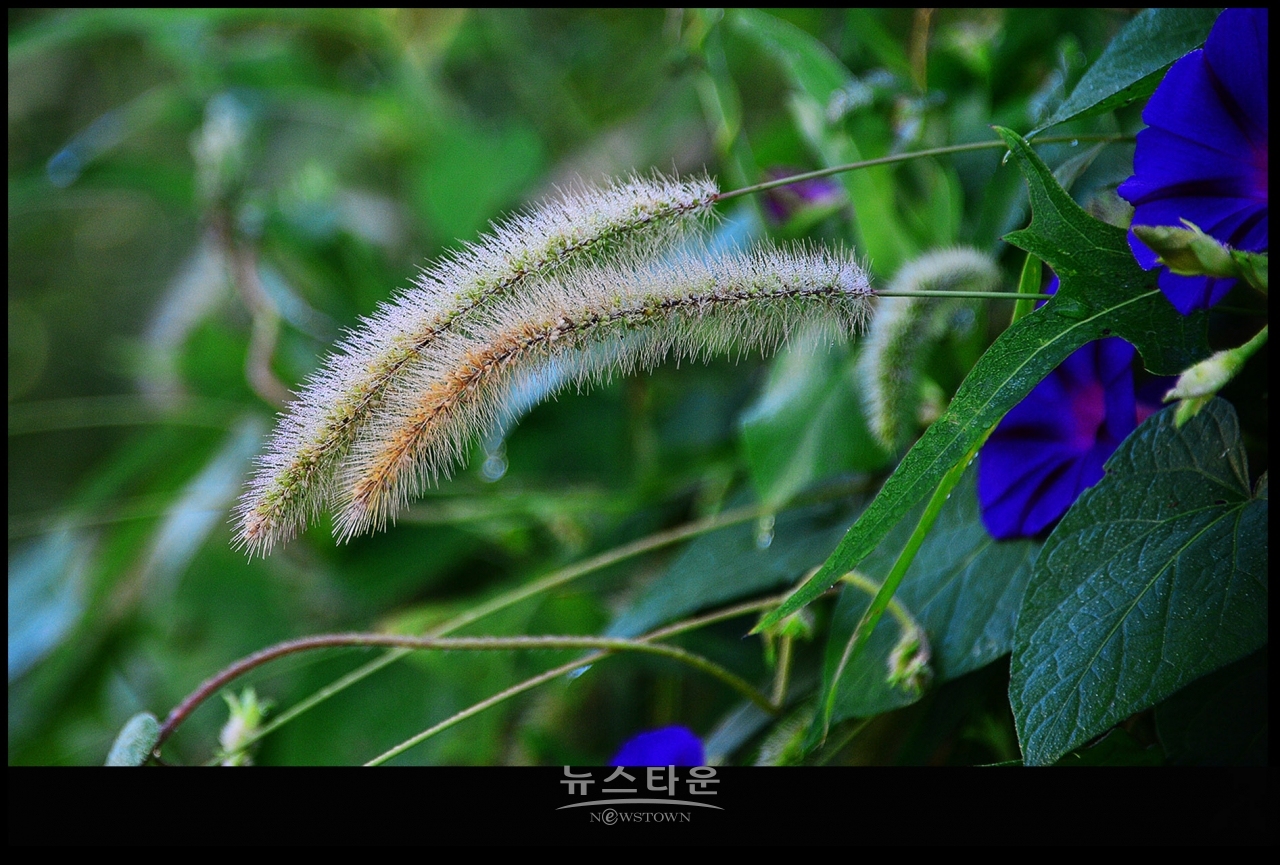 강아지풀과 만나다