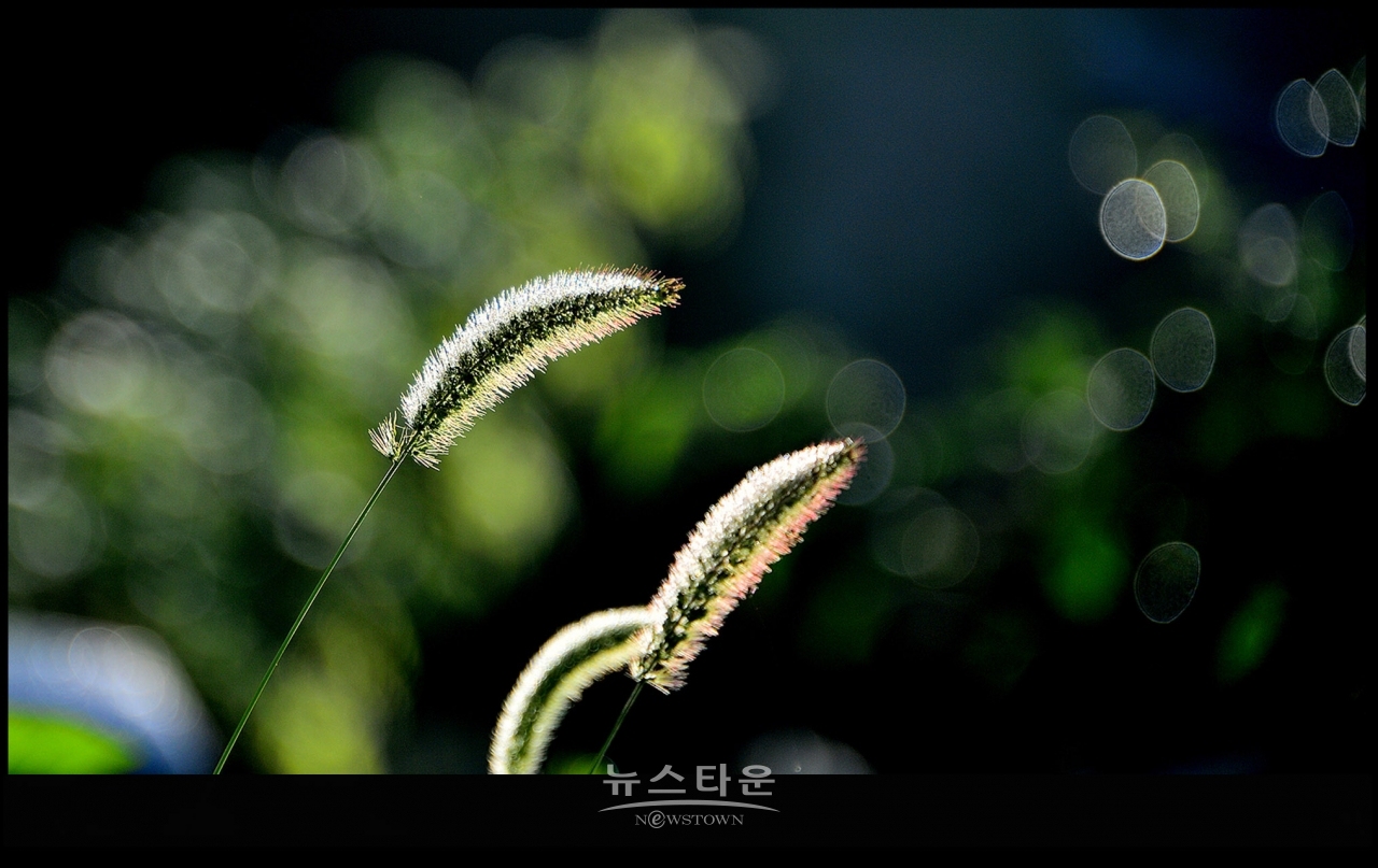 강아지풀과 만나다