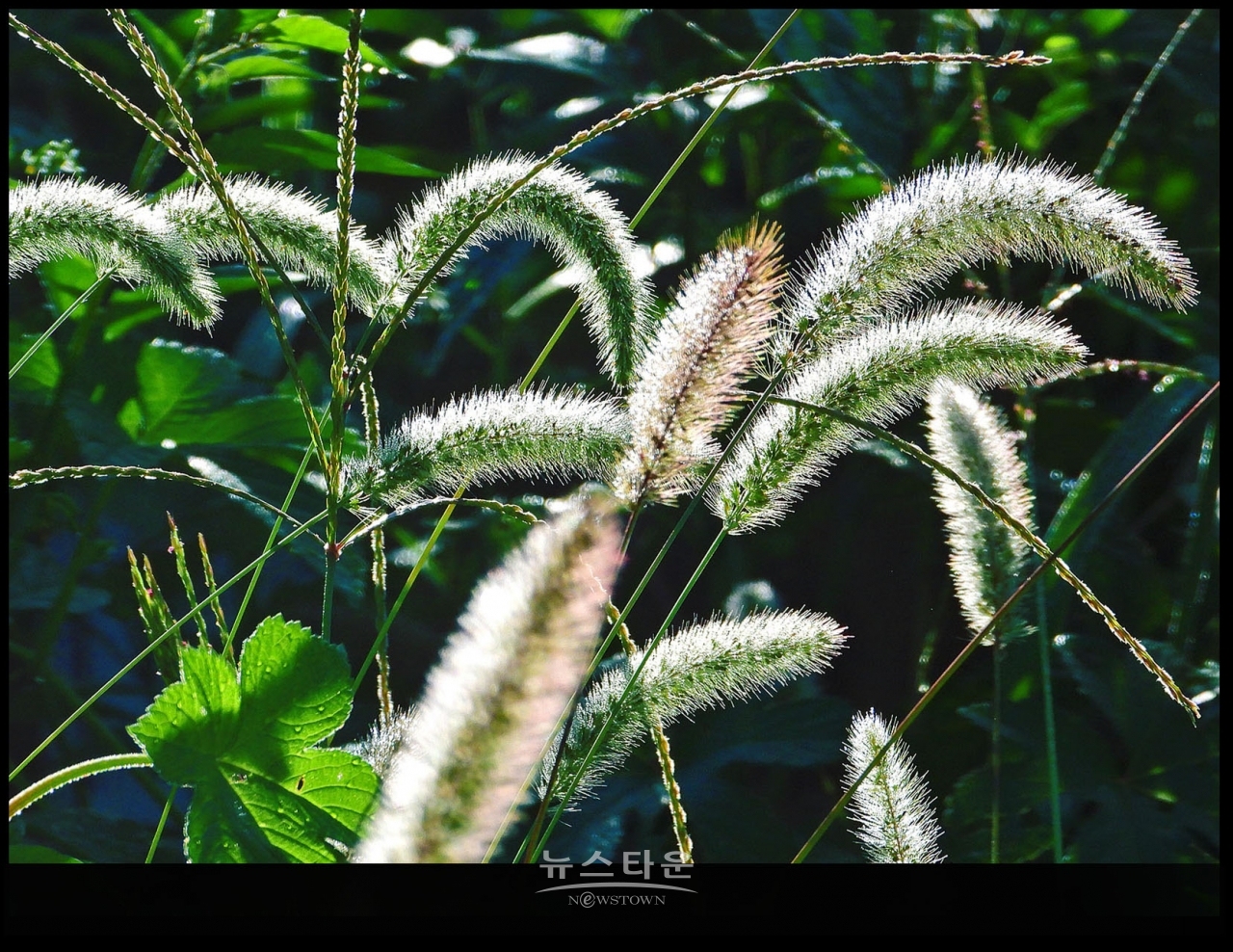 강아지풀과 만나다